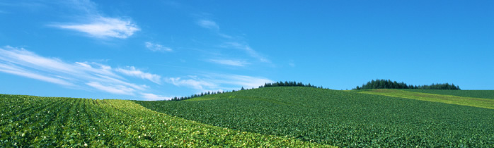 北海道産の限定小豆